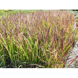 Imperáta valcovitá (Imperata cylindrica) ´RED BARON´ kont. P11